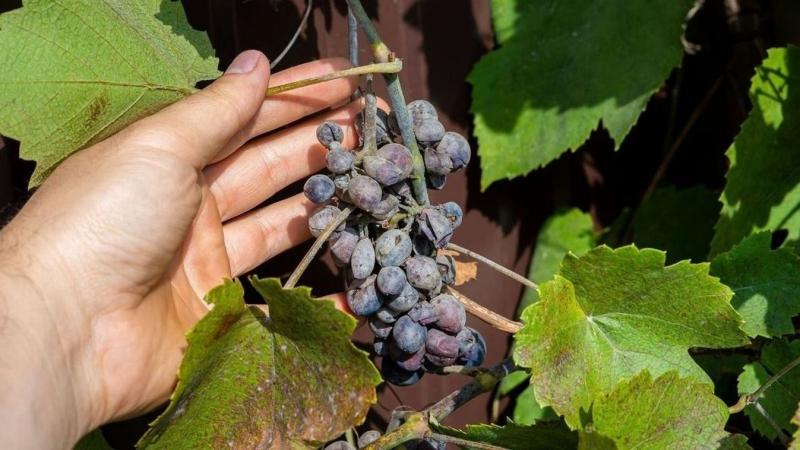 Békéscsaba környékén is felütötte a fejét a félelmetes kór.