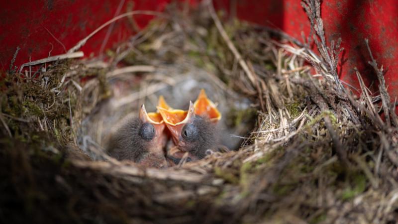 Ez aggasztó: tömeges madárpusztulás tapasztalható hazánkban - Agrárszektor