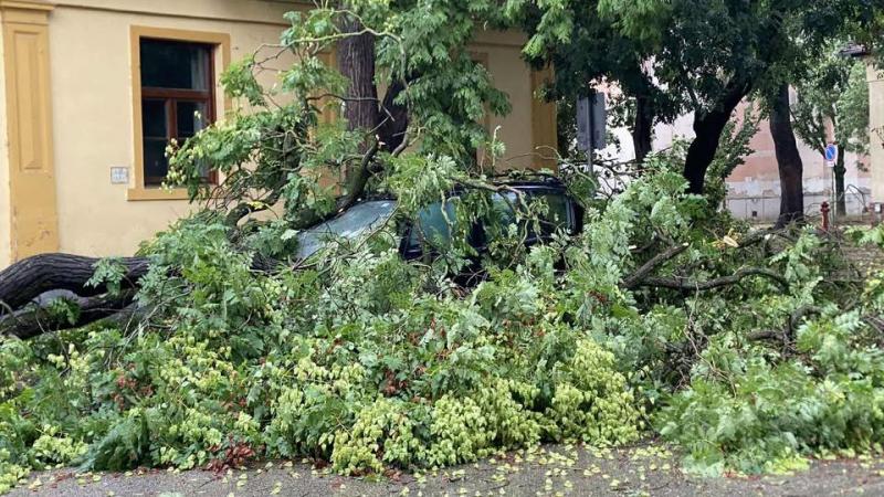 A vihar kegyetlen pusztítást vitt véghez, a szél tucatnyi fát tépett ki gyökerestől a földből.