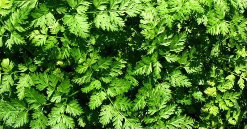 Zamatos turbolya: az ínycsiklandó petrezselyem, amit újra érdemes felfedeznünk

A turbolya, ez a különleges fűszer, régóta elfeledett ízeink közé tartozik, pedig valójában egy igazi ínycsiklandó kincs. Számos ételünk ízét feldobhatja, és a friss petrezsel